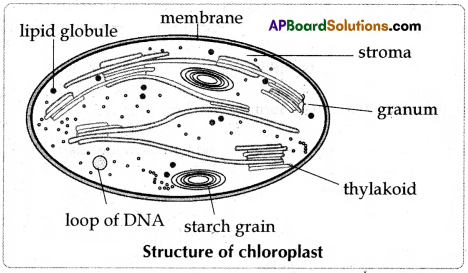 AP SSC Biology Question Paper June 2023 with Solutions 4