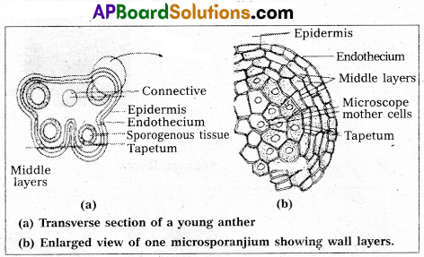 AP Inter 1st Year Botany Question Paper April 2022 5