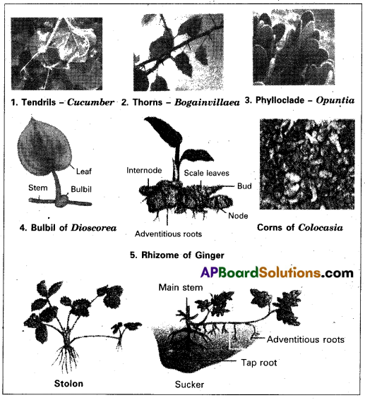 AP Inter 1st Year Botany Question Paper March 2019 3