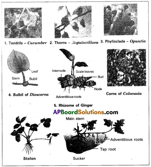 AP Inter 1st Year Botany Question Paper May 2019 1