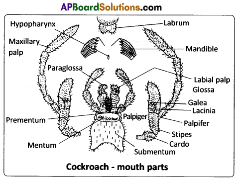 AP Inter 1st Year Zoology Model Paper Set 4 with Solutions 4