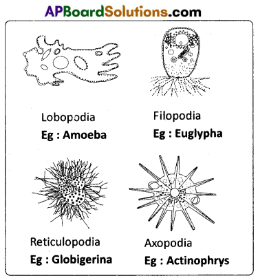 AP Inter 1st Year Zoology Question Paper June 2015 3