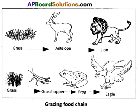 AP Inter 1st Year Zoology Question Paper March 2016 8