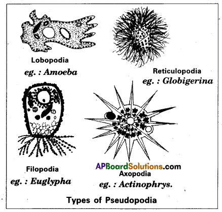 AP Inter 1st Year Zoology Question Paper March 2019 with Solutions 3