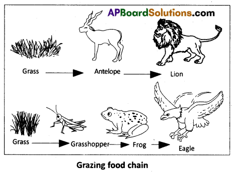 AP Inter 1st Year Zoology Question Paper May 2016 11