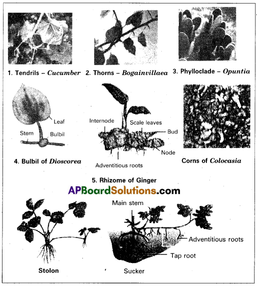 TS Inter 1st Year Botany Question Paper March 2016 4