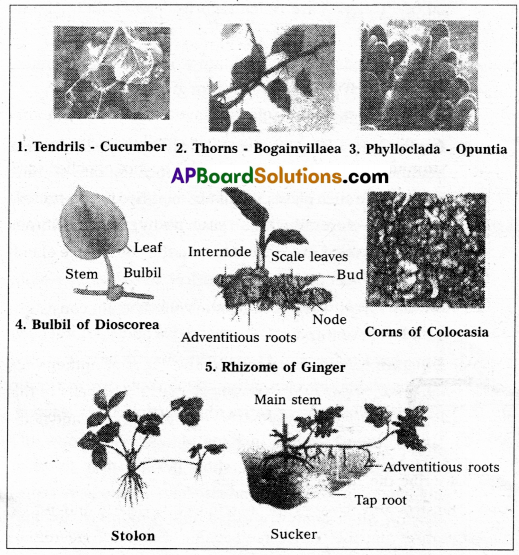 TS Inter 1st Year Botany Question Paper May 2018 3