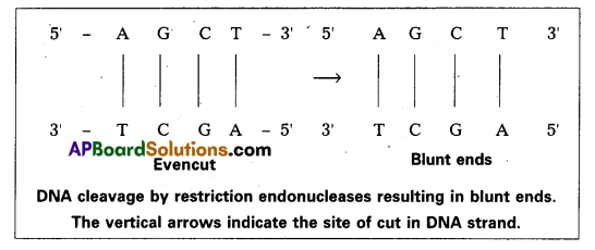 TS Inter 2nd Year Botany Question Paper May 2016 14