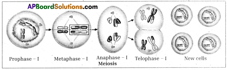 TS 10th Class Biology Model Paper Set 8 with Solutions 3