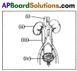 TS 10th Class Biology Model Paper Set 9 with Solutions 1